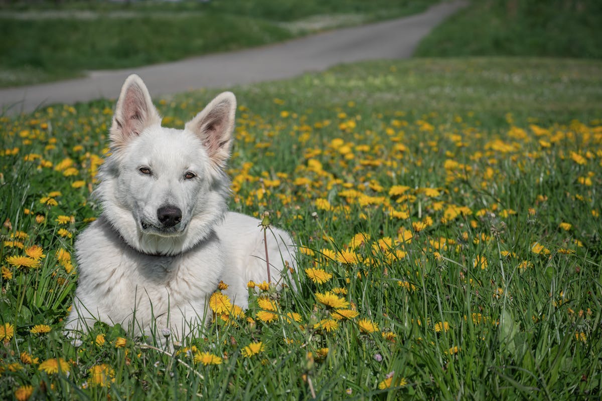 White Shepherd Dog Relaxing in Flower Meadow